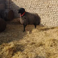 یکرس‌قوچ‌2ساله‌عالی‌برای‌داشت‌‌سیاه‌سام