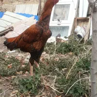 یک عدد خروس لاری سالم