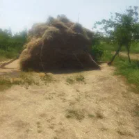 علوفه