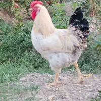 خروس