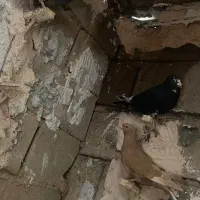 زرد دمسفید پلنگ|پرنده|فردوس (کرمان), |دیوار