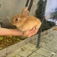خرگوش
