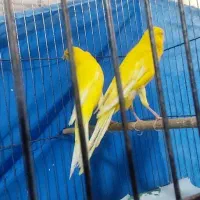 قناری تک و تعداد