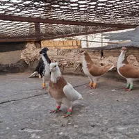 کبوتر|پرنده|تاکستان, |دیوار