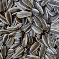 تخمه|عمدهفروشی|تهران, نگین غرب|دیوار