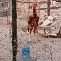 خروس لل