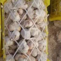 سیر تازه|عمده‌فروشی|مانه, |دیوار