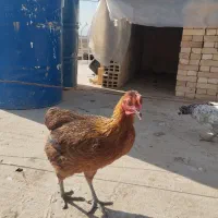 مرغ|حیوانات مزرعه|برخوار, |دیوار