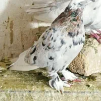 سور پلنگ