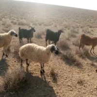 ۴ راس بز جوان چاق|حیوانات مزرعه|سرچهان, |دیوار