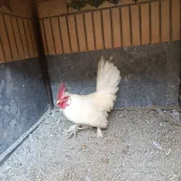 خروس مینیاتوری