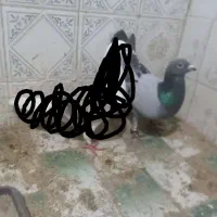 سبز نر