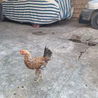 خروس