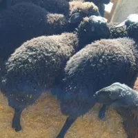 بره نره و ماده