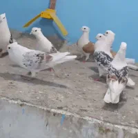 دوکت پلنگ لرستان پشتار|پرنده|قم, قلعه کامکار|دیوار