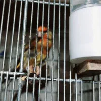 سهره قناری  بخون پاین