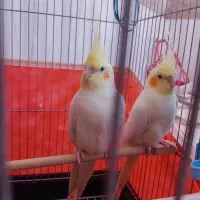 یک جفت عروس هلندی لوتینو