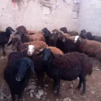فروش گوسفند