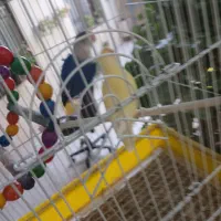عروس هلندی . طوطی برزیلی.  مرغ عشق . بلدرچین کوهی|پرنده|رودهن, |دیوار