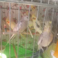 عروس هلندی دوکت نر ماده مولد