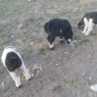 بز و میش بره دار به فروش میرسد