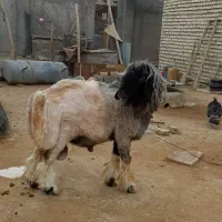 فروش کاوه قوچ بختیاری نمونه