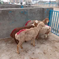 3عددمیش جوان به فروش می رسد بره دار