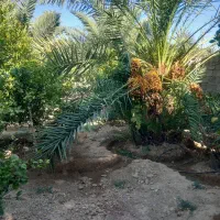 اجاره باغچه باغ زیبا،با درختان بزرگ|اجارهٔ خانه و ویلا|جهرم, |دیوار