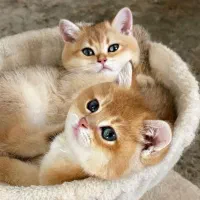 توله بیریتیش گلد از لاین وارداتی روسی با اصالت