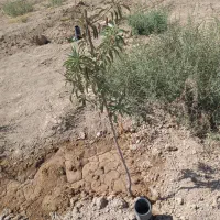 فوریباغبادرخت،ابیاریقطره ای|فروش دفتر صنعتی، کشاورزی، تجاری|اراک, |دیوار