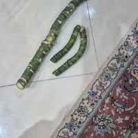 ساقه دیفن حداقل ۱۵ساله|گل و گیاه طبیعی|اندیشه, شهرک صدف|دیوار