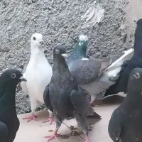 کبوتر فروشی فقط باهم|پرنده|خورموج, |دیوار