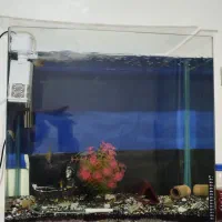 ماهی چانا و اکواریوم و لوازم