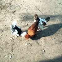 فروش مرغ و خروس سلطان برهما زینتی فروش تکی و عمده