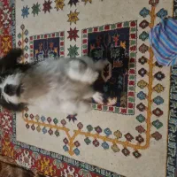 واگذاری سگ شیتزو