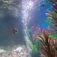 فروش آکواریوم|ماهی|محلات, |دیوار