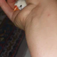 ۴ جفت مرغ عشق و یک عدد فنچ