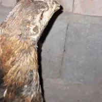 مرغ لاری