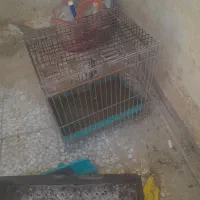قفس پرنده