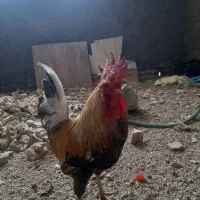 مرغ و خروس عربی اصل