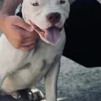 سگ پیت بول|سگ|اسلامشهر, شهرک احمدیه|دیوار