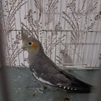 جوجه عروس هلندی