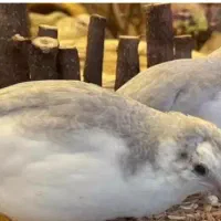 بلدر چین مینیاتوری (واکسن خورده)