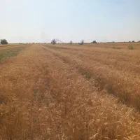 زمین کشاورزی 7000 متری مرغوب|فروش زمین و ملک کلنگی|اهواز, پادادشهر|دیوار