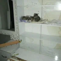 گربه