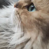 واگزاری ف ر و ش گربه بیریتیش بلک گلد نر با وسایلاس|گربه|قم, آزادگان|دیوار