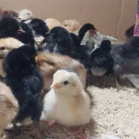 جوجه مرغ ۱۰ روزه