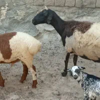 بره با بچه نر