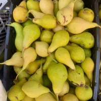 گلابی روستا های گلزار