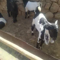 چپش بذری پاکستانی|حیوانات مزرعه|شیراز, سجادیه|دیوار
